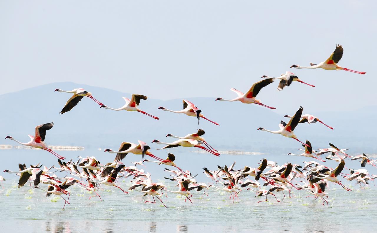 Mbweha Camp Lake Nakuru Elmenteita Экстерьер фото