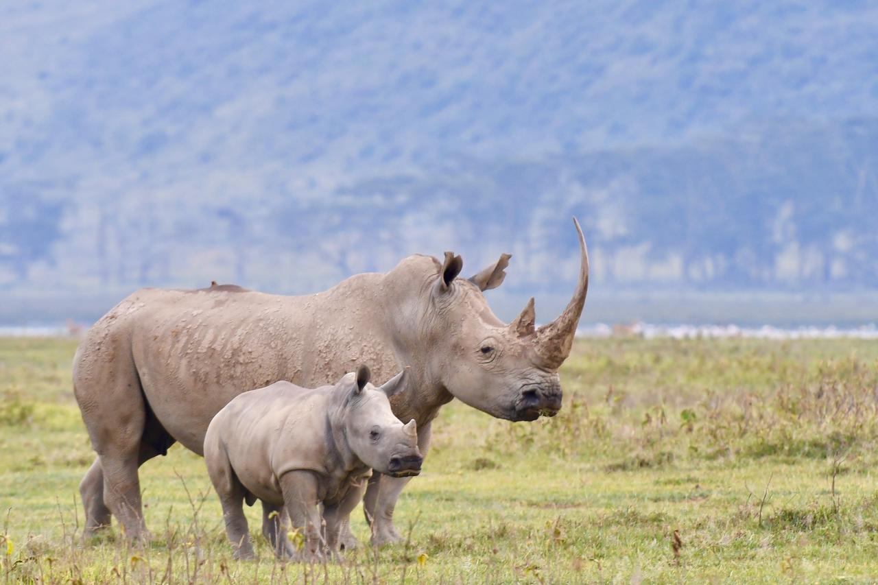 Mbweha Camp Lake Nakuru Elmenteita Экстерьер фото